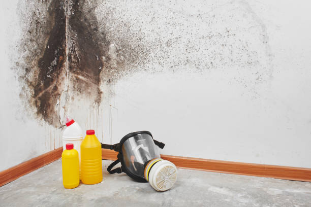 Best Attic Mold Removal  in Wood Village, OR