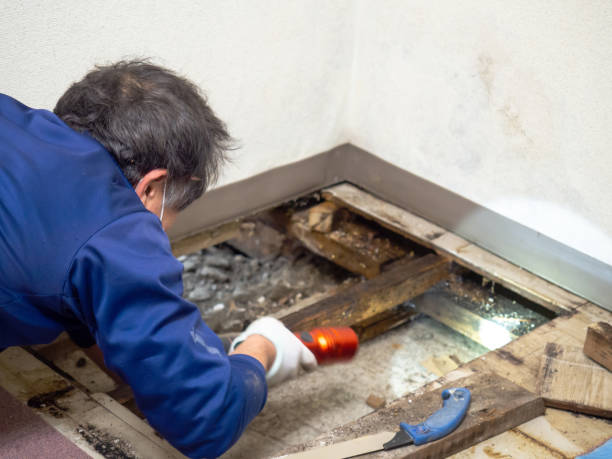 Best Fast Mold Removal  in Wood Village, OR