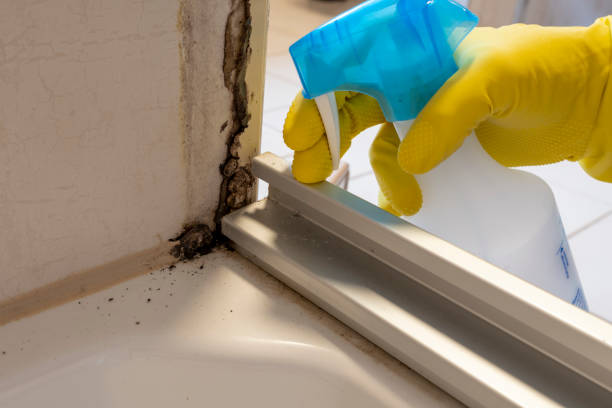Best Local Mold Removal Service  in Wood Village, OR