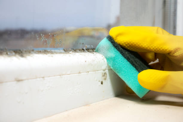 Best Certified Mold Removal  in Wood Village, OR