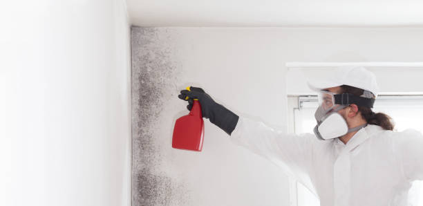 Best Mold Damage Repair  in Wood Village, OR