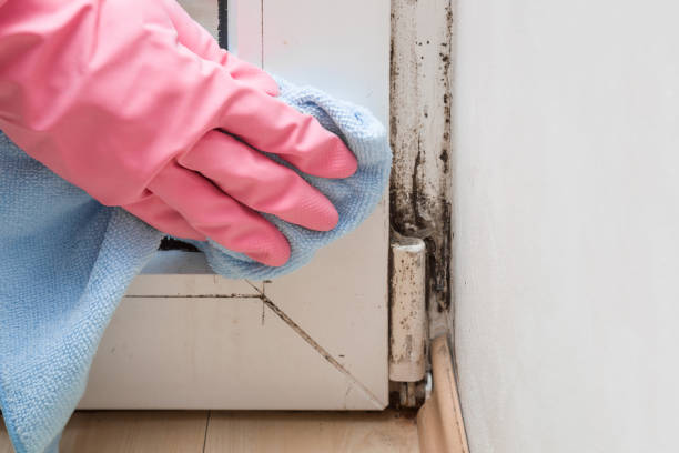 Best Commercial Mold Removal  in Wood Village, OR