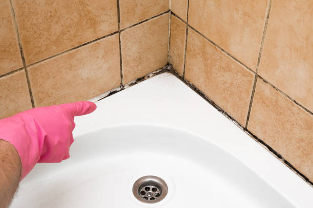Home Mold Removal in Wood Village, OR