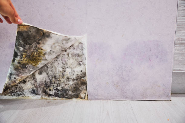 Best Mold Damage Repair  in Wood Village, OR